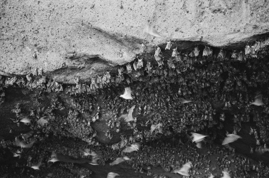 A colony of bats hanging inside a cave in Bali, photographed in monochrome.