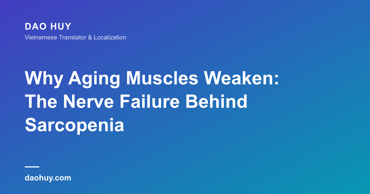 Why Aging Muscles Weaken: The Nerve Failure Behind Sarcopenia